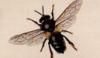 ߥĥХ Apidae