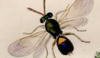 ヒメコバチ科 Eulophidae