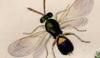 ҥᥳХ Eulophidae