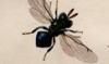 ޥϥ饳Х Perilampidae