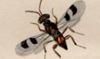 ͥХ Pteromalidae