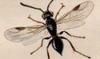 ޥХ Dryinidae