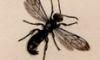 ϥХ Megachilidae