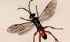 ٥åХ Pompilidae