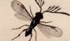 󥯥Х Megaspilidae
