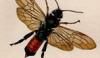 Х Siricidae