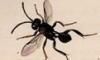 䥻Х Evaniidae