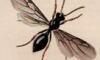  Formicidae