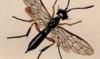 Х Cephidae