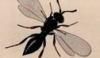 ϥӥХ Platygastridae