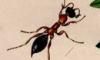 ĥХ Tiphiidae