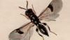 ӥХ Eurytomidae