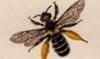 ϥʥХ Melittidae