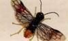 ҥ饿ϥХ Pamphiliidae