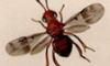 ȥӥХ Encyrtidae