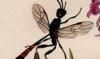 ܥ䥻Х Gasteruptiidae