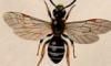 ϥʥХ Halictidae