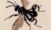 ֥ȥХ Chalcididae