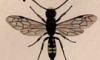 ߥХ Sapygidae