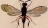 ʥХ Torymidae