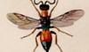 ޥɥꥳХ Ormyridae