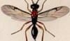 ܥХ Proctotrupidae