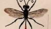 ʥХ Sphecidae