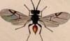 ޥХ Cynipidae