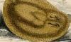 ҥȥĥӥ쥫ٲ Arhynchobatidae