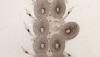 ॷ Polynoidae