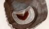 Х Calyptraeidae