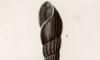 ˥ʲ Pachychilidae