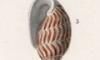Υߥ Acteonidae