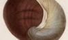ʥ᥯ Testacellidae
