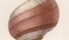 ޥ Naticidae