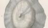 ҥȥ Umbraculidae