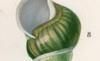 ޥޥ Helicidae