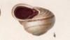 ʥХޥޥ Camaenidae