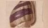 ȥޥޥ Bulimulidae