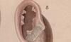 ˥ Odontostomidae