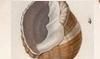 ⥬ Cancellariidae
