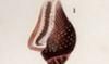 ȥ Columbellidae