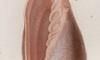 ҥӥ Volutidae