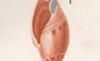 奦ܥ Ancillariidae