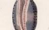 饬 Cypraeidae