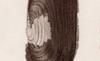 ̥ޥȥ Hiatellidae