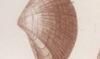 ⥷ Crassatellidae