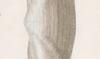 Υ Thraciidae
