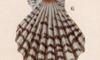 䥬 Pectinidae