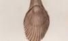 ƥ֥ĥ Terebratulidae